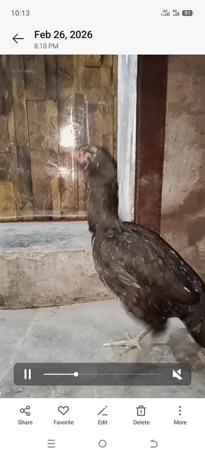 Aseel patha , pathi 5 month age