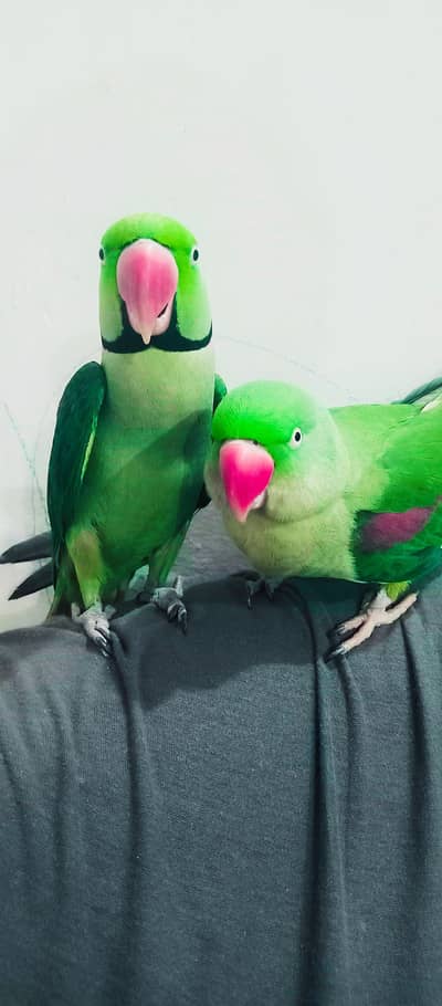 Original Alexandrine, king size face to face talking and tamed