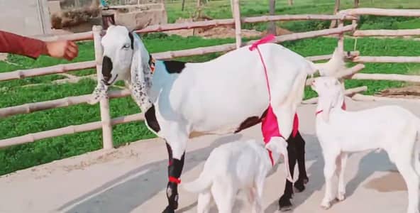 dasi bkri for sale whastup number 03 10 27 29 682