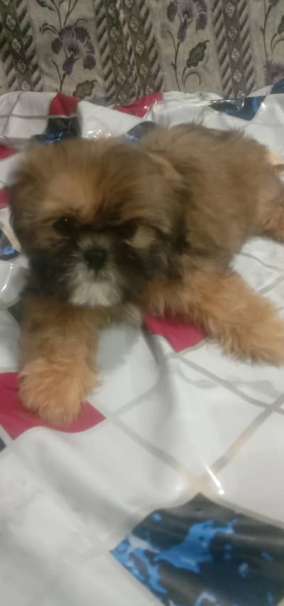 shih tzu puppy female fix and final price 28k