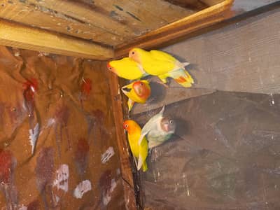 Love bird's & Australian parrot