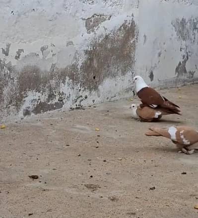 laal karbali  breeder pair