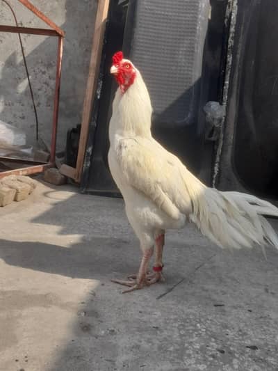 paper white heera male