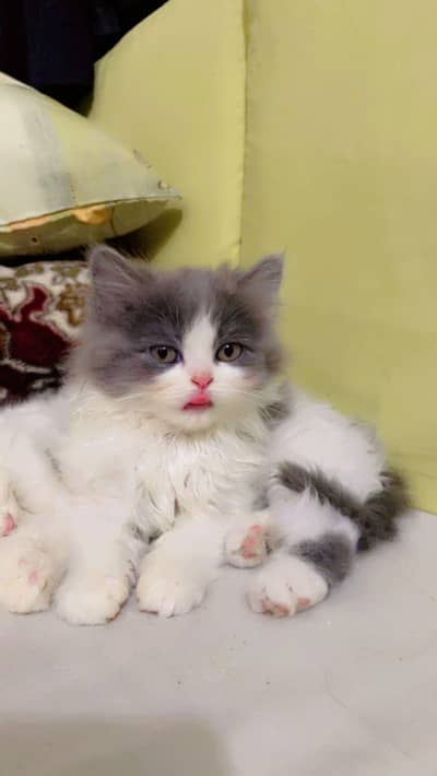 Beautiful Triple Coat Persian kitten - for sale