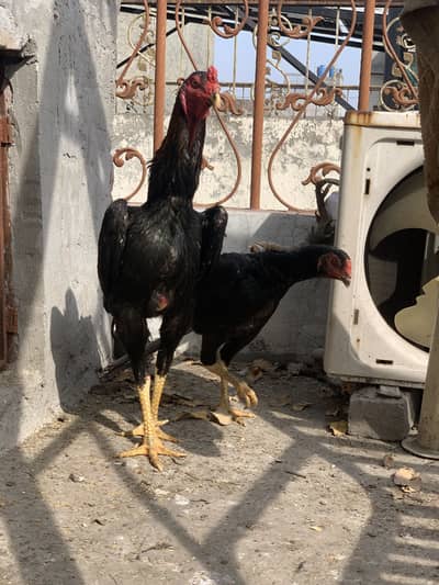 Shamo chicks/Aseel shamo imported bloodline/Aseel chicks/Japanese