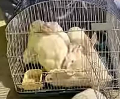 Top Quality Healthy Bunny Babies for Sale".