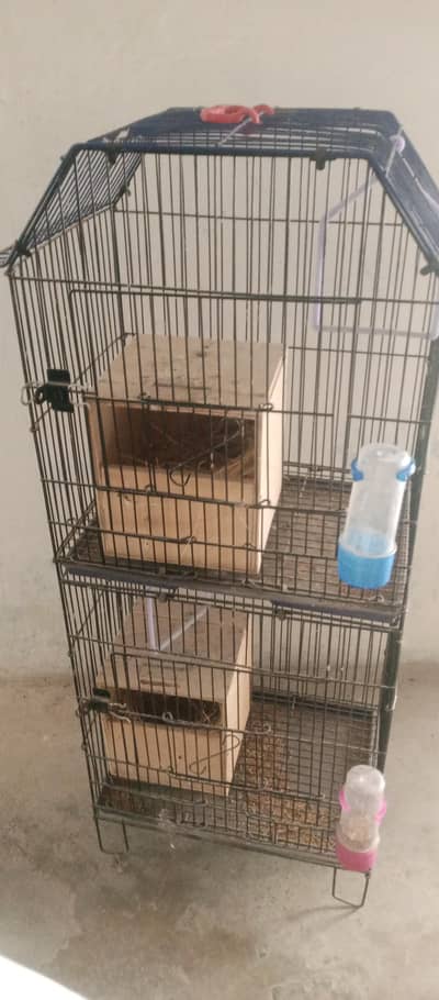 superb cages 2flor km sa km 1 flor pa 2 pair aysktaa ha