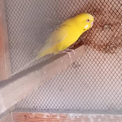 fellow budgie Australian parrot