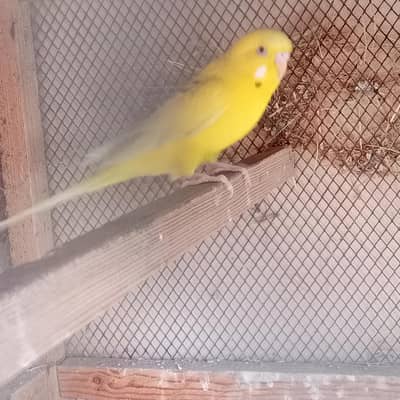 fellow budgie Australian parrot and finches