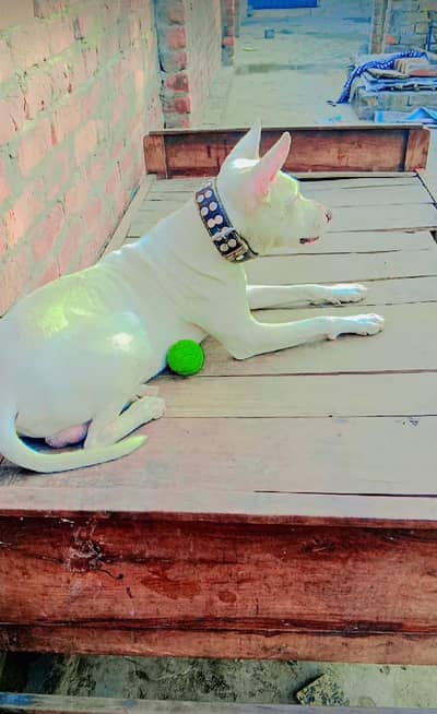 kohati gultair 3136010310