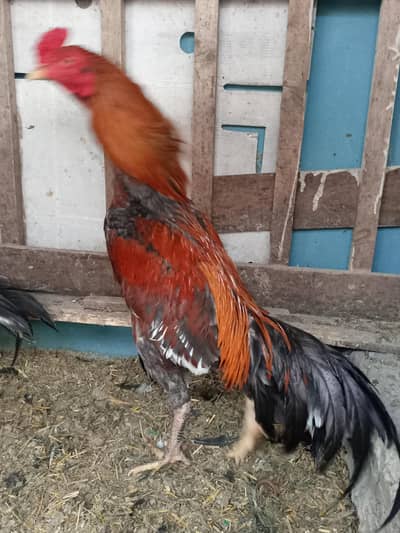 thai crros breeder and chicks