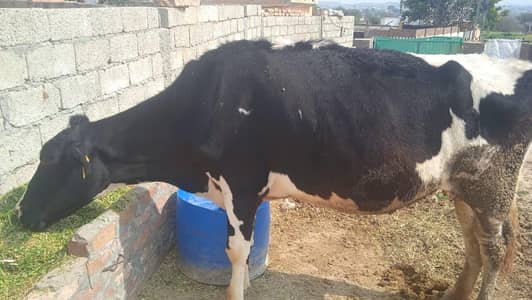 cow for sale