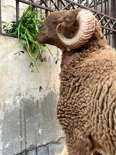 MashaAllah full fighter