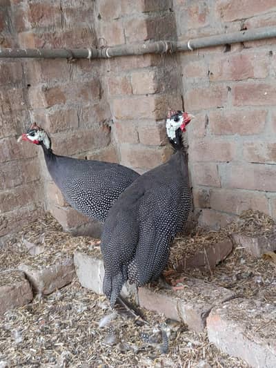 Guinea fowl