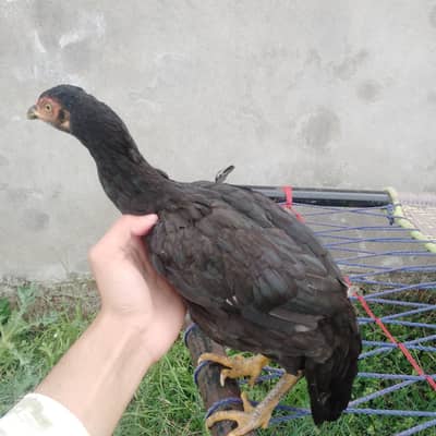 X Aseel thai hen 6 months