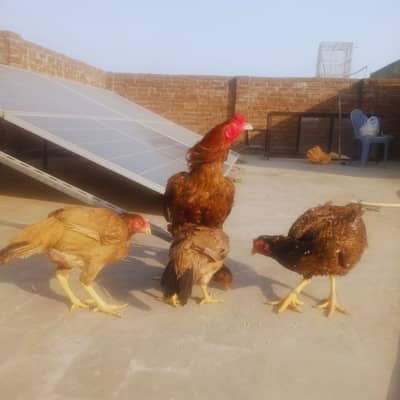 1 Male 3 Females 03014388928