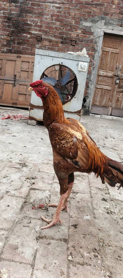 koi bimari nhi h or koi masla nhi h