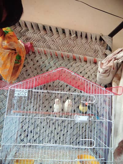 2 pair hain dono breedar hain