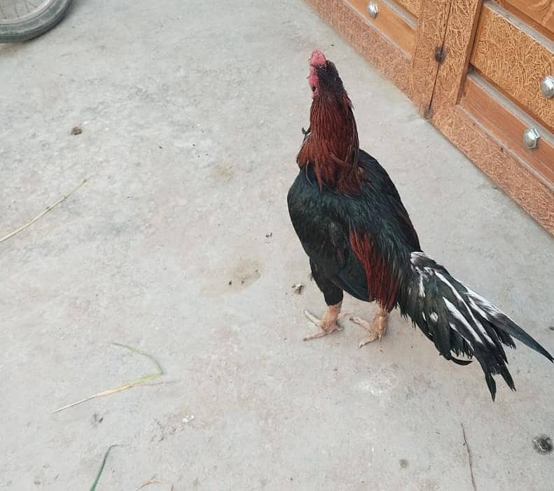 اسیل مرغا فار سیل لوکیشن تلا گنگ قیمت 5500 0