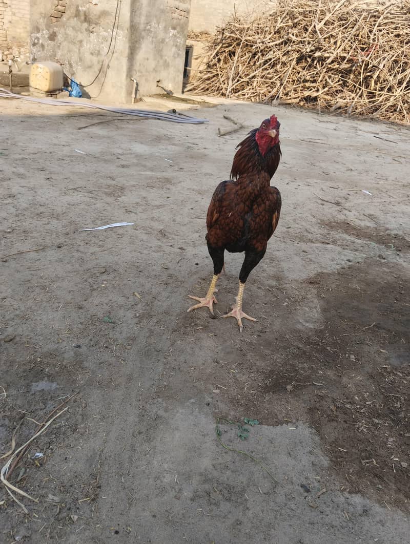 اسیل مرغا فار سیل لوکیشن تلا گنگ قیمت 5500 1