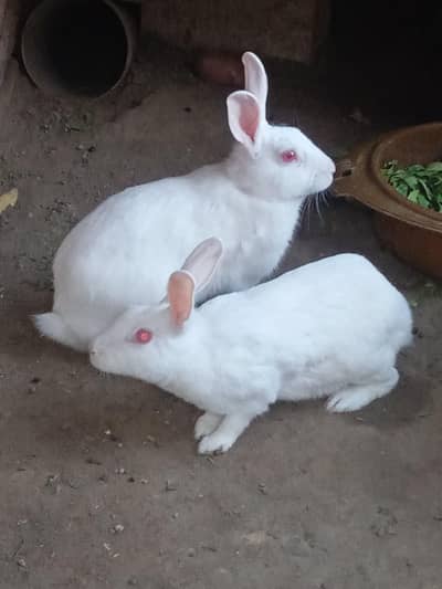Beautiful Red Eyes Rabbits