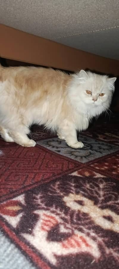 Persian  cat