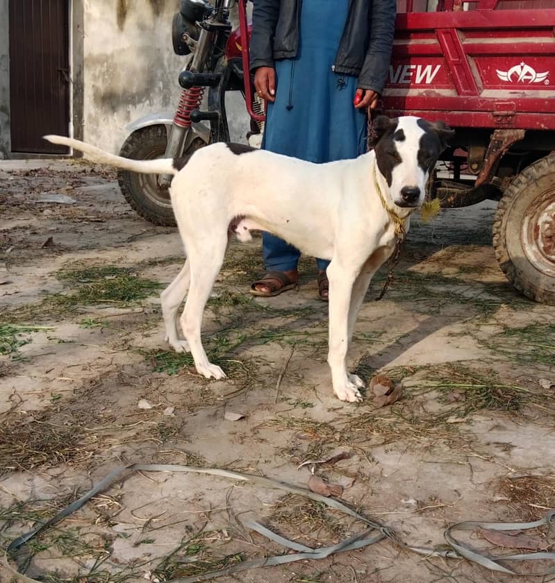 Bully Dog 0