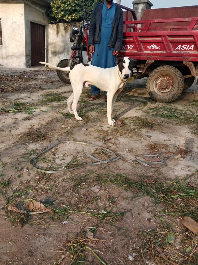 Bully Dog 1
