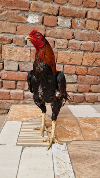 aseel lasani murga hen