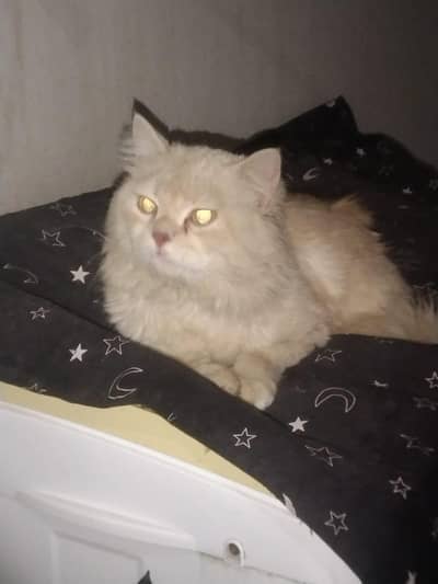 persion cat Argent sell