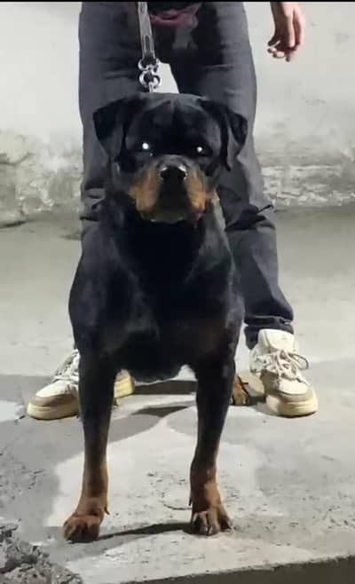 Quality Rottweiler female