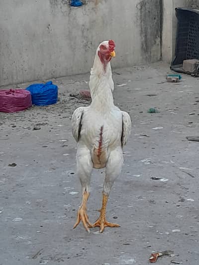 white king size germane shamo Aseel/chicks japanese shamo chick
