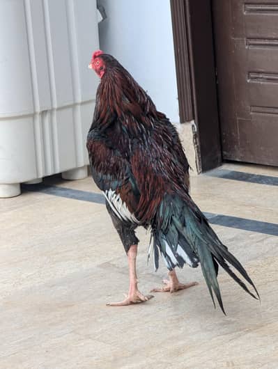 03051074689 Whatsapp for more details