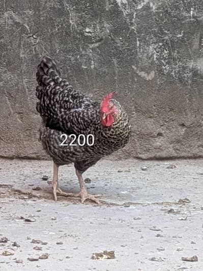 Golden misri (03444608899)