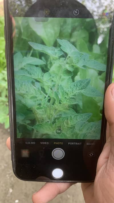 Iphone 8 Plus 256GB Bypass