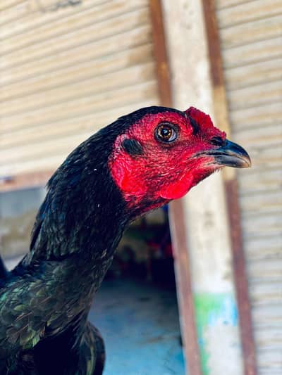 Pure Thai x burmi cross Madi :03138150069