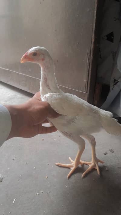 Shamo chicks | White german shamo chicks | king shamo chicks | chicks