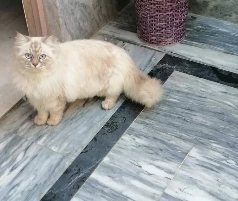 cat persain 1