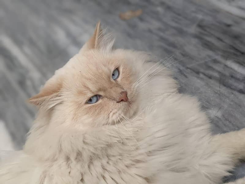 cat persain 4