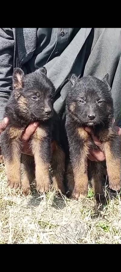 High Quality Germon Shepherd Puppies