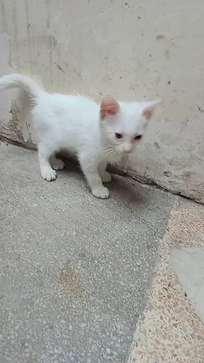 baby cat for sale Persian