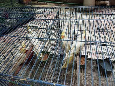 Lutino + cocktale parrots for sale with cage & boxes