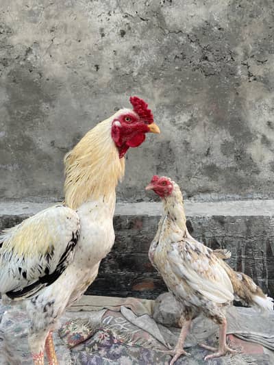 Pair Of Aseel Murga Full Breeder pair Active and Healthy