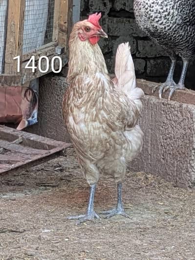 Hens (03444608899)