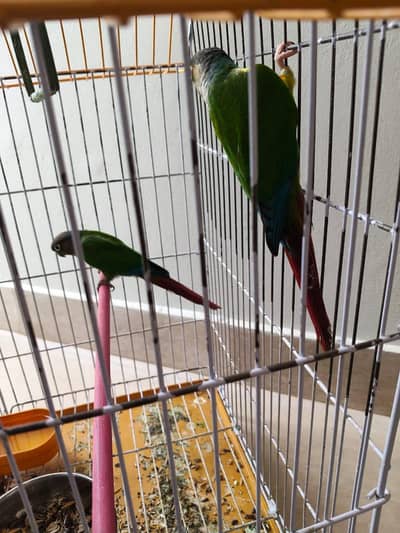 green chick conure factor breeder pair with DNA test apni offer den