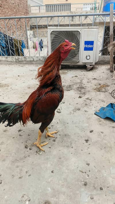 4 murge 4 murgiya aseel Pakistani