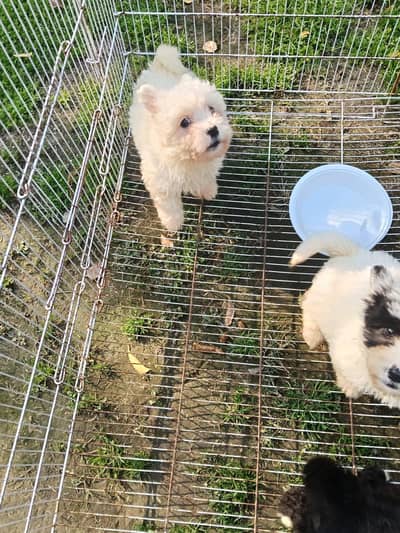 Terrier puppy for sale