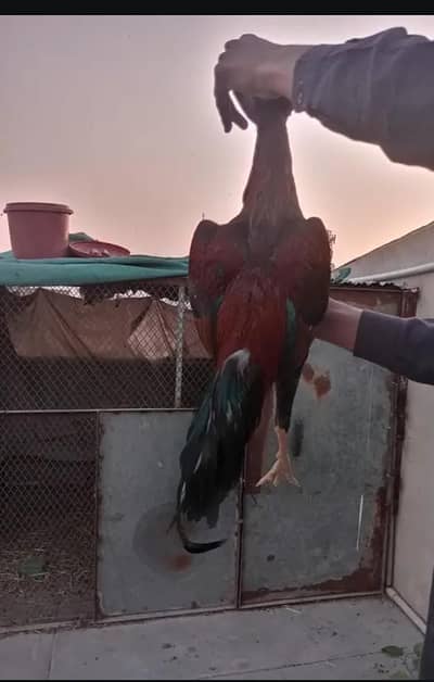 1 aseel murga hai or do murgiyan