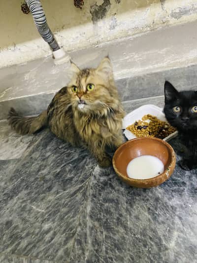 brown Persian punch cat