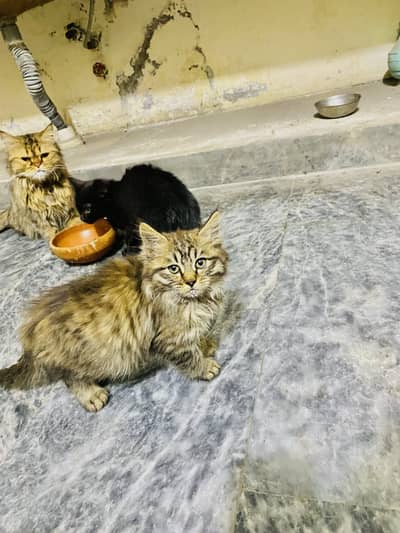 Quality Persian Punch face cat & kitten is 03075605649 WhatsApp